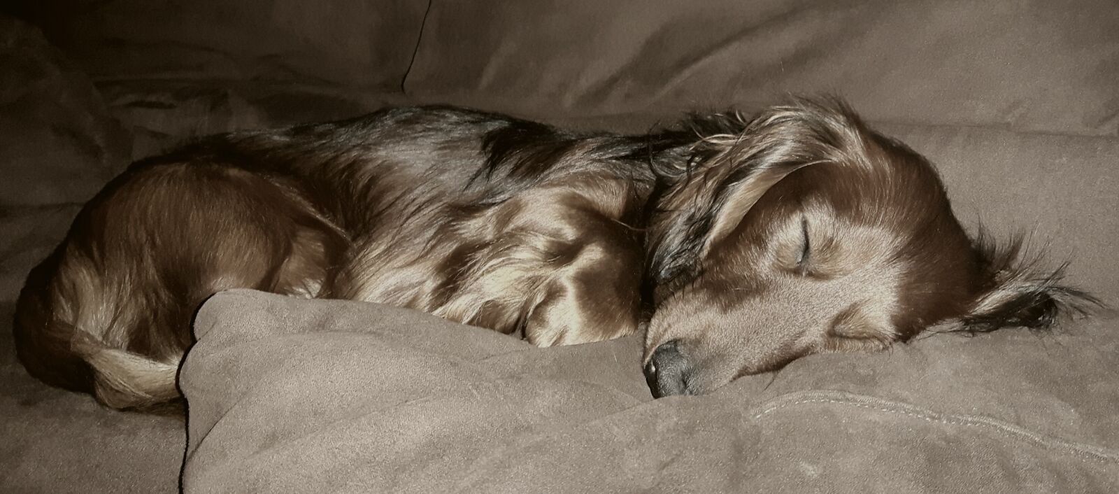 Samsung Galaxy S5 Neo sample photo. Portrait, dog, dachshund photography