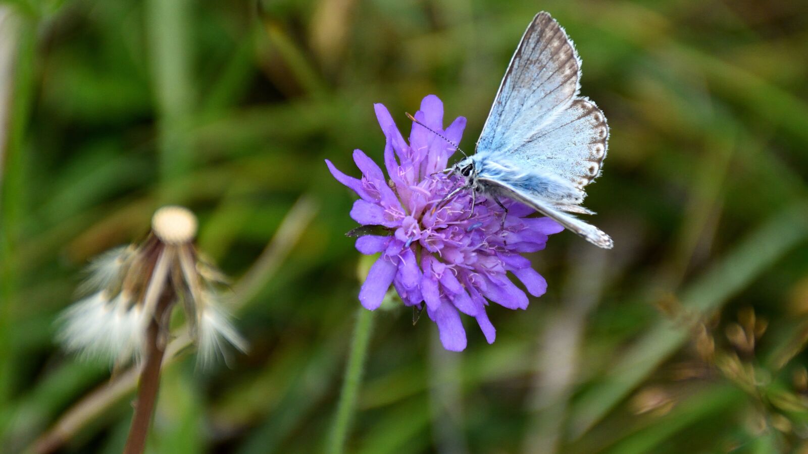Nikon D5500 sample photo. Butterfly, flower, nature photography