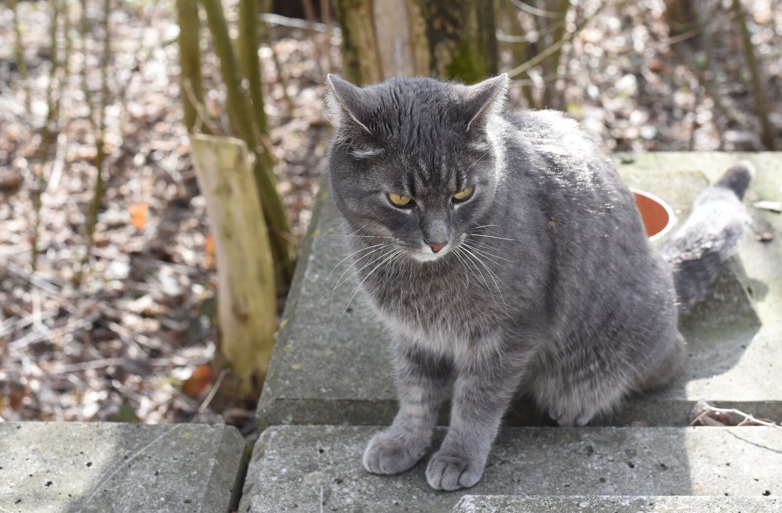 Nikon D750 sample photo. Cat, grey, forest photography