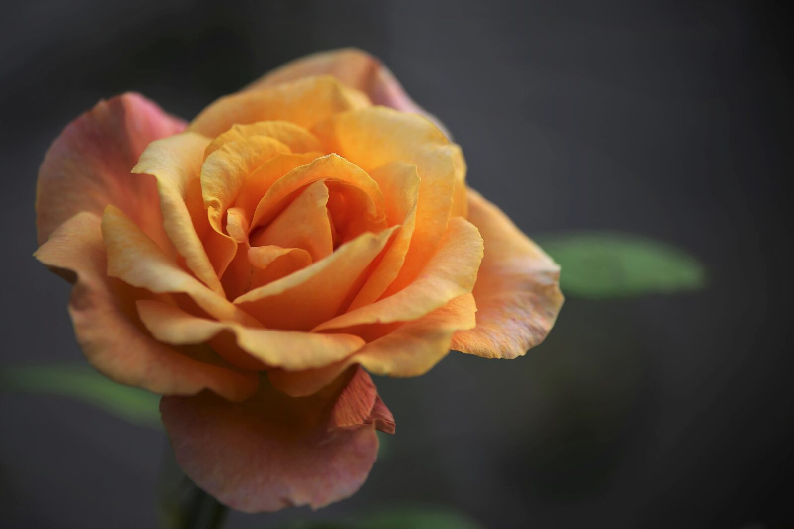 Tamron 70-210mm F4 Di VC USD sample photo. Gold medal rose, rose photography