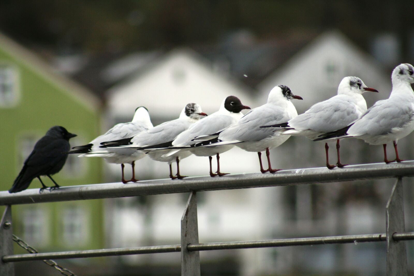 Canon EOS 350D (EOS Digital Rebel XT / EOS Kiss Digital N) sample photo. Gulls, crow, bird photography