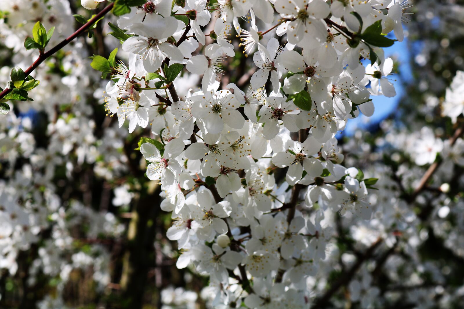 Canon EOS 750D (EOS Rebel T6i / EOS Kiss X8i) sample photo. Spring, branch, white photography