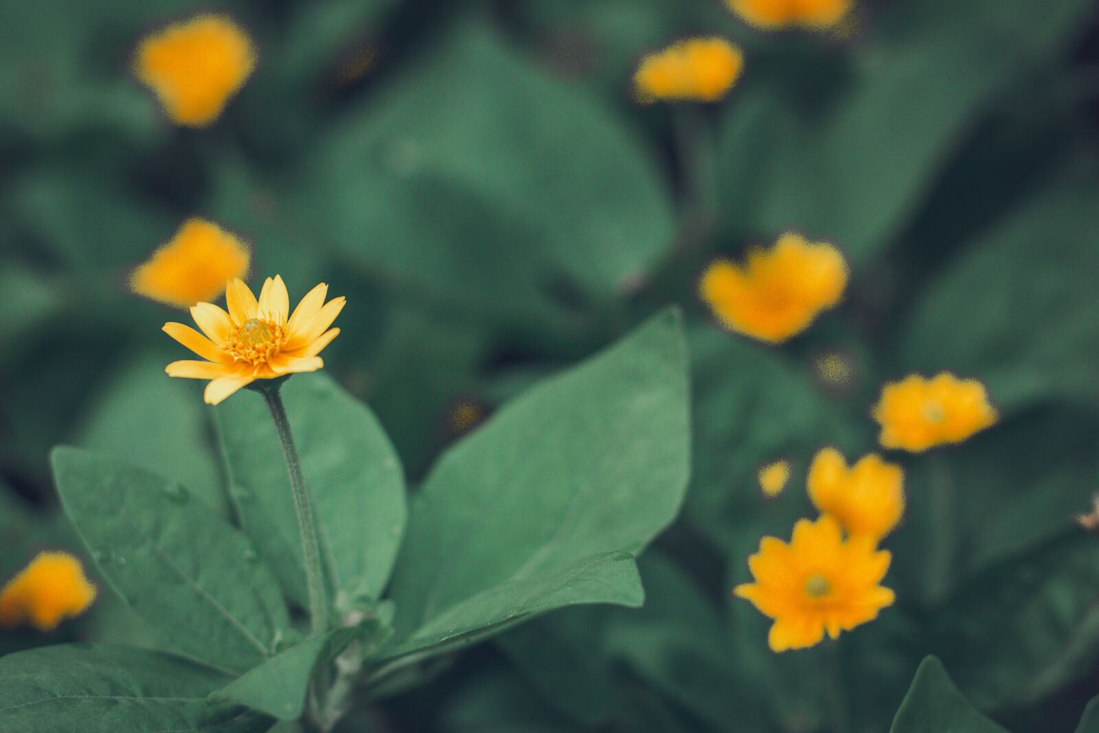 YN50mm f/1.8 II sample photo. Flower, yellow, sunflower photography