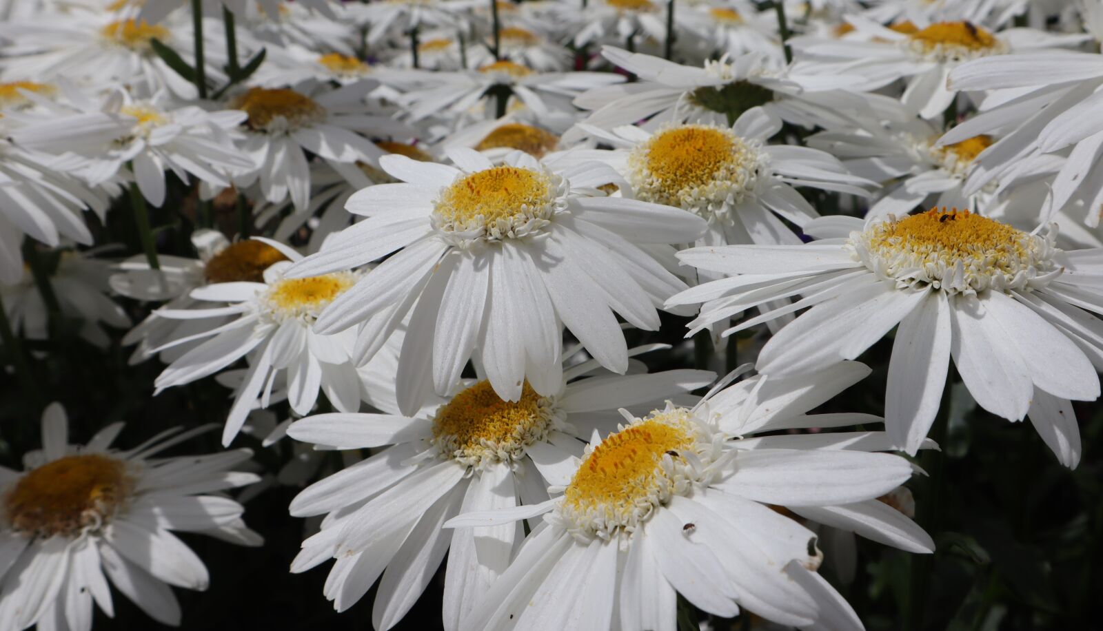Canon EF-M 15-45mm F3.5-6.3 IS STM sample photo. Daisy, flower, field photography