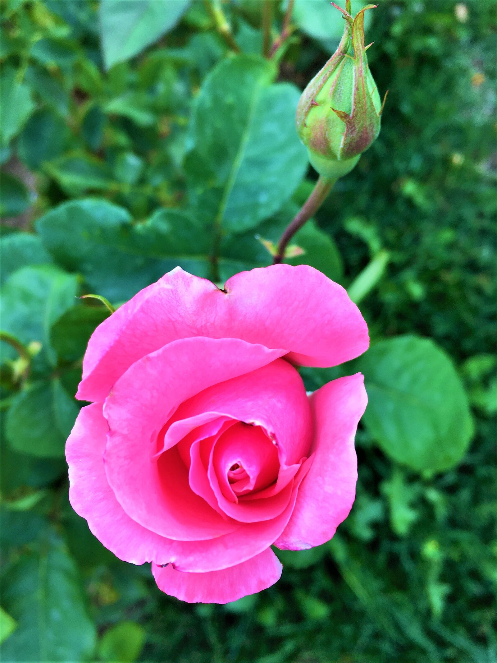 iPhone 6s back camera 4.15mm f/2.2 sample photo. Rose, spring, color photography