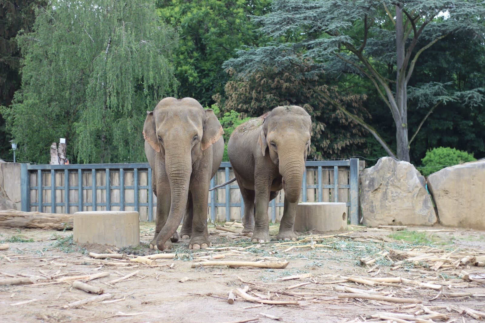 Canon EOS 600D (Rebel EOS T3i / EOS Kiss X5) + Canon EF 50mm F1.8 II sample photo. Elephant, zoo, animal world photography