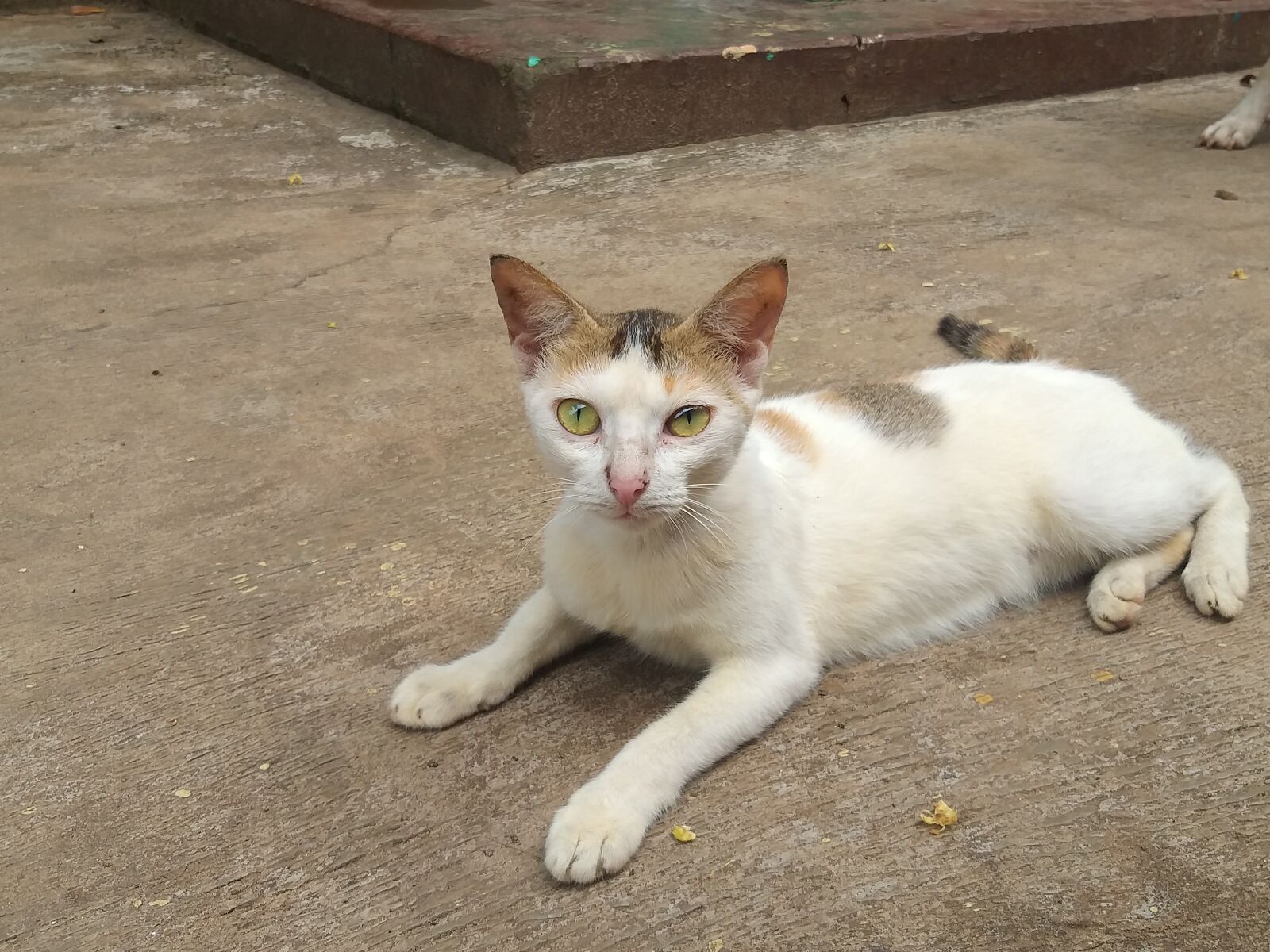 Samsung Galaxy A6+ sample photo. Cat, pet, adorable photography