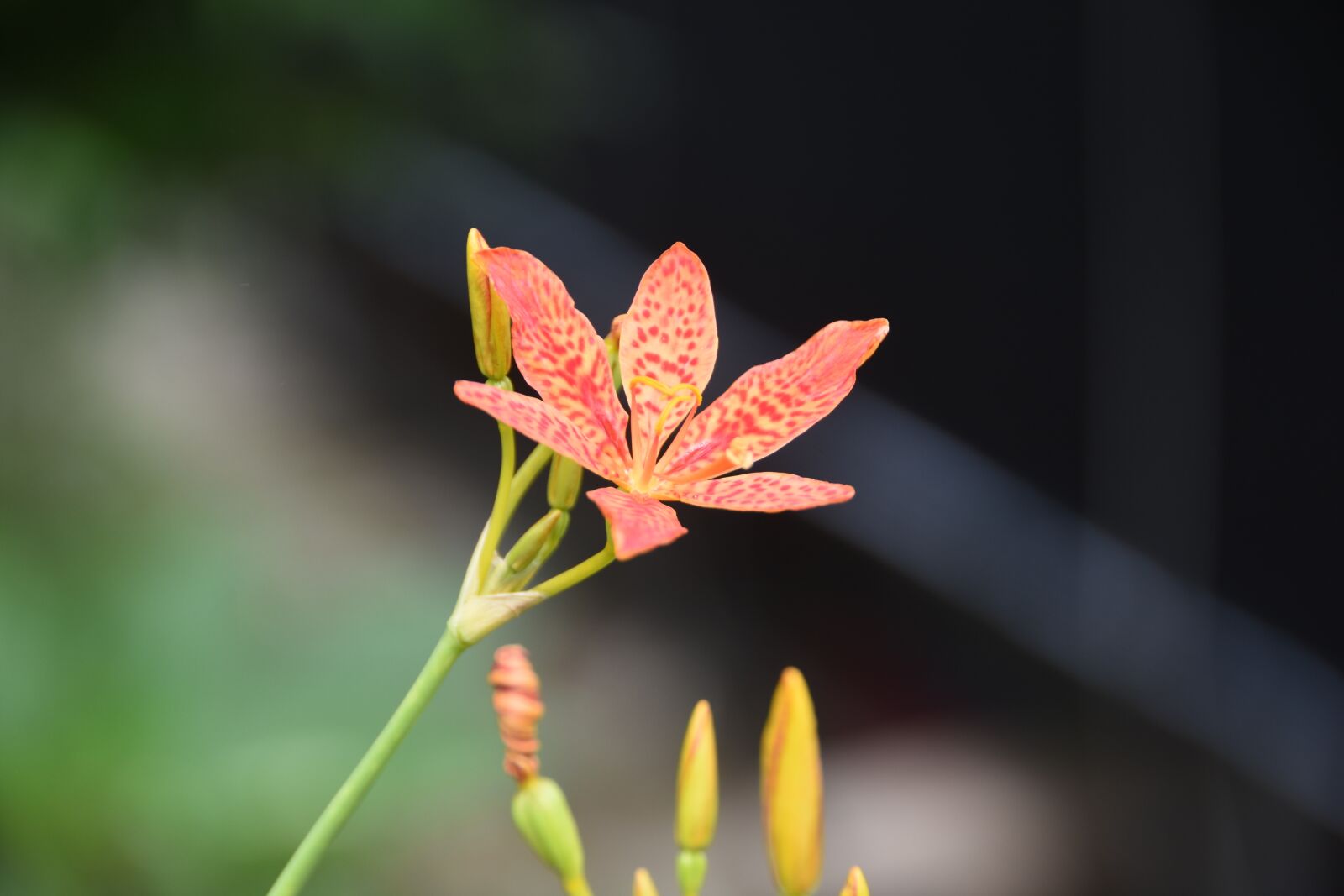 Nikon D7200 sample photo. Plants, flowers, nature photography