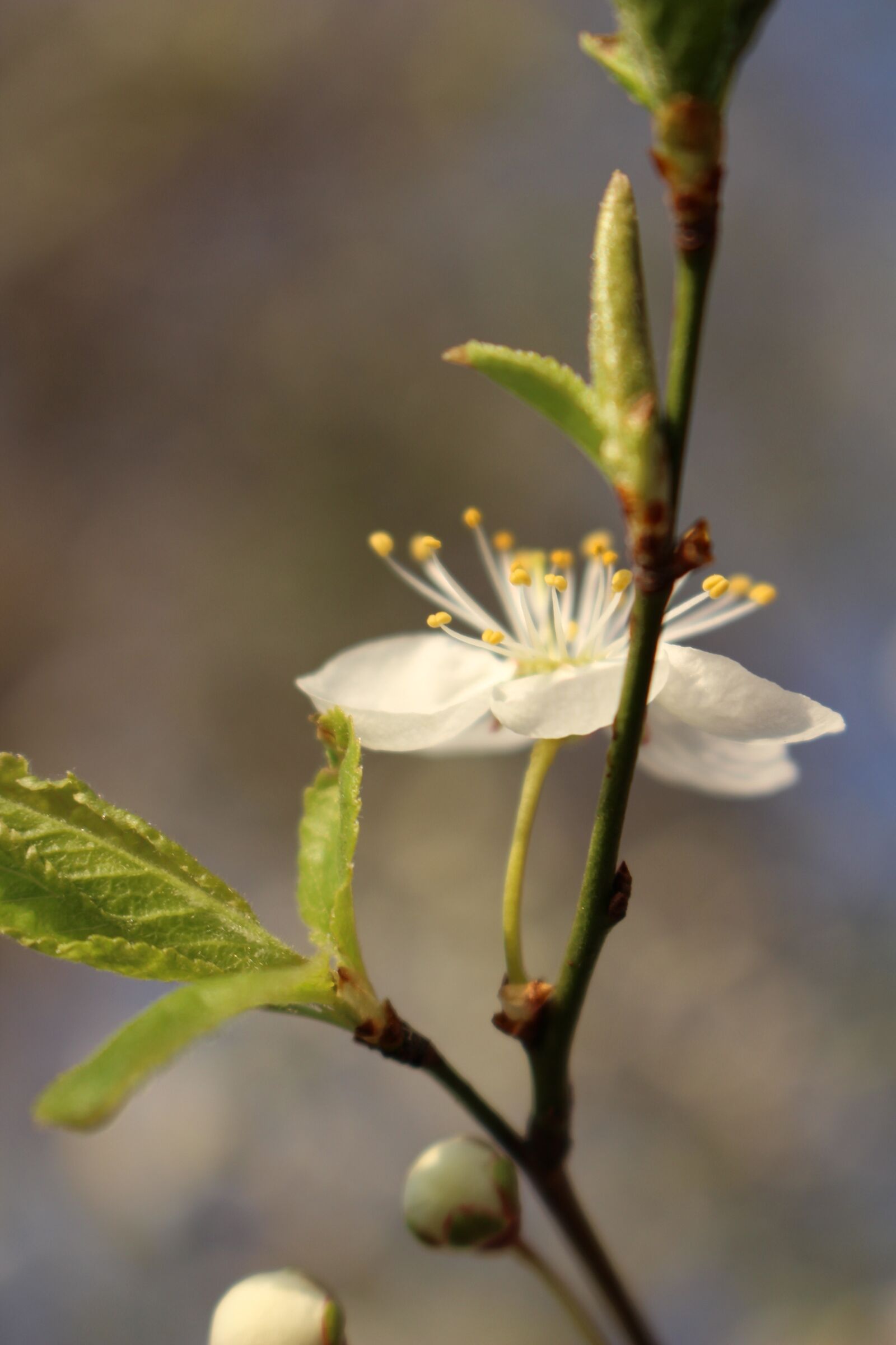 Canon EOS 100D (EOS Rebel SL1 / EOS Kiss X7) sample photo. Apple tree the flowers photography
