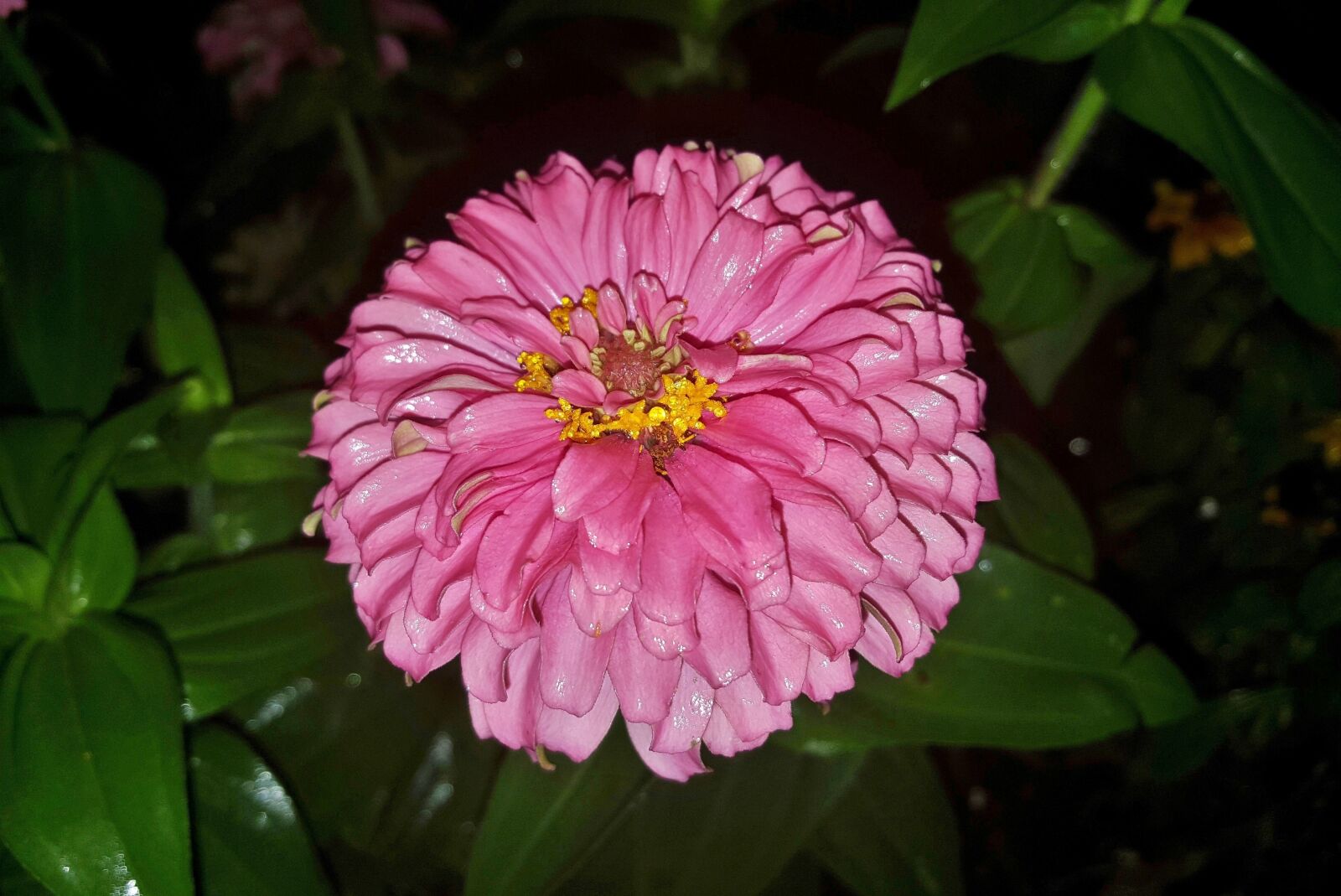 Samsung Galaxy Note5 sample photo. Zinnia, flower, garden photography