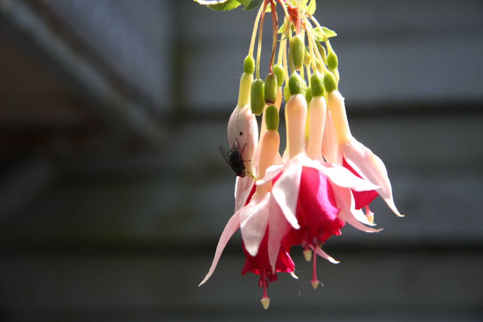 Canon EOS 40D sample photo. Blossom, bloom, plant photography
