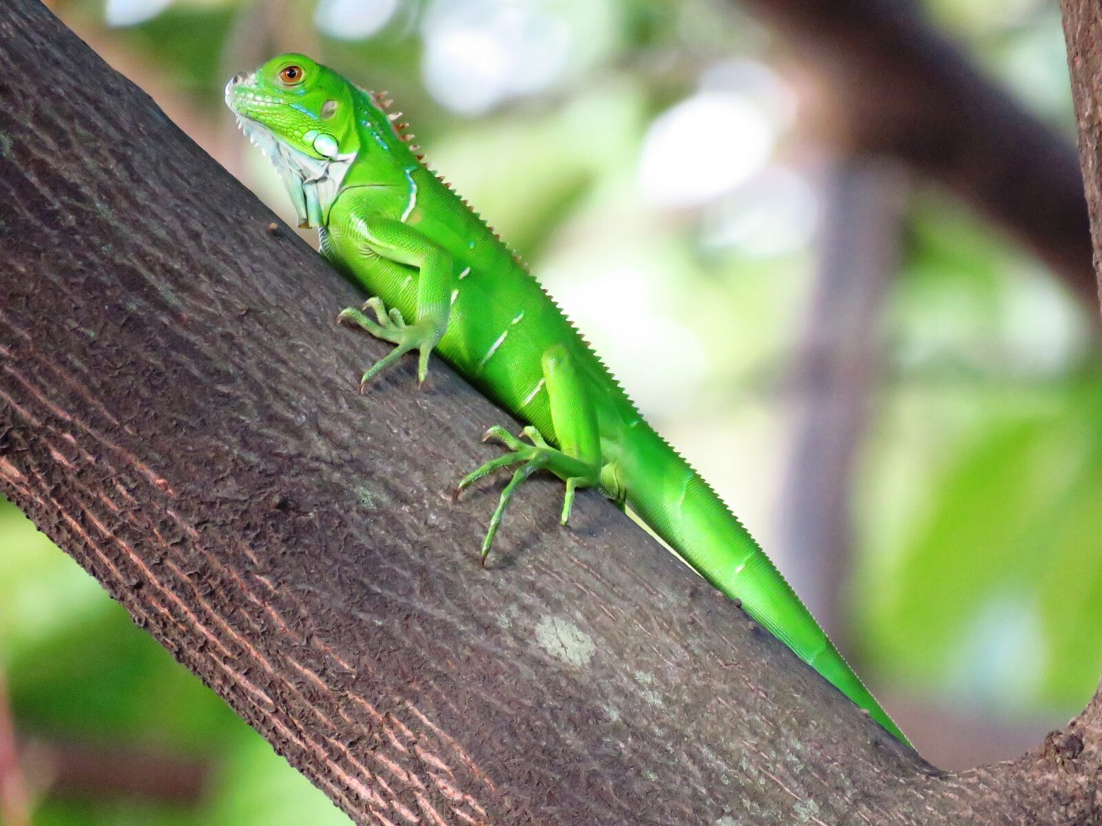 Canon PowerShot SX60 HS sample photo. Chameleon, green, tree branch photography