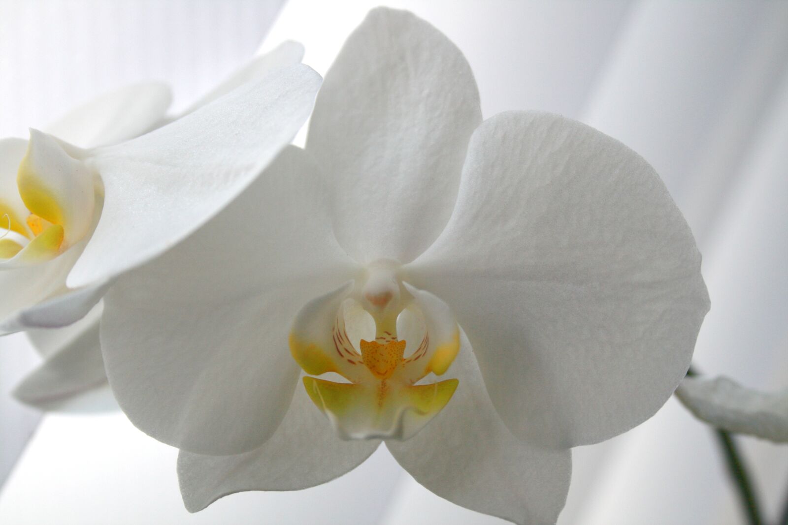 Canon EOS 400D (EOS Digital Rebel XTi / EOS Kiss Digital X) sample photo. Butterfly orchid, moth orchid photography