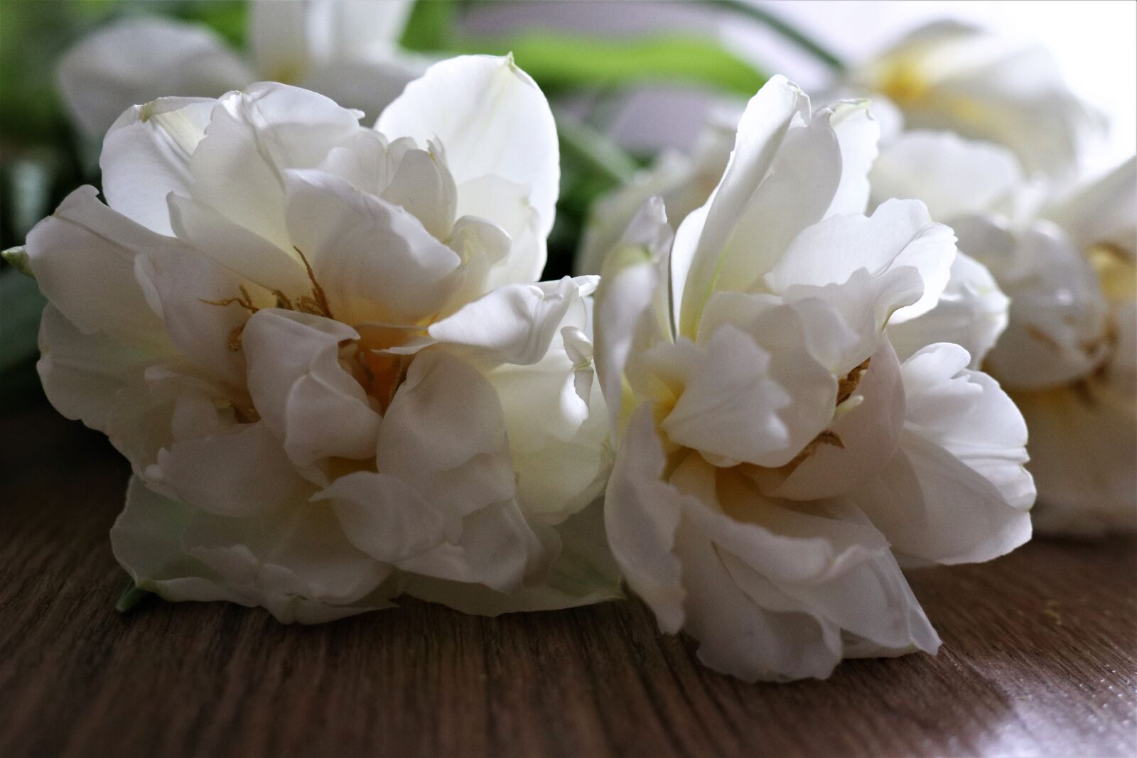 Canon EOS M6 sample photo. Memory, flowers, tulips photography