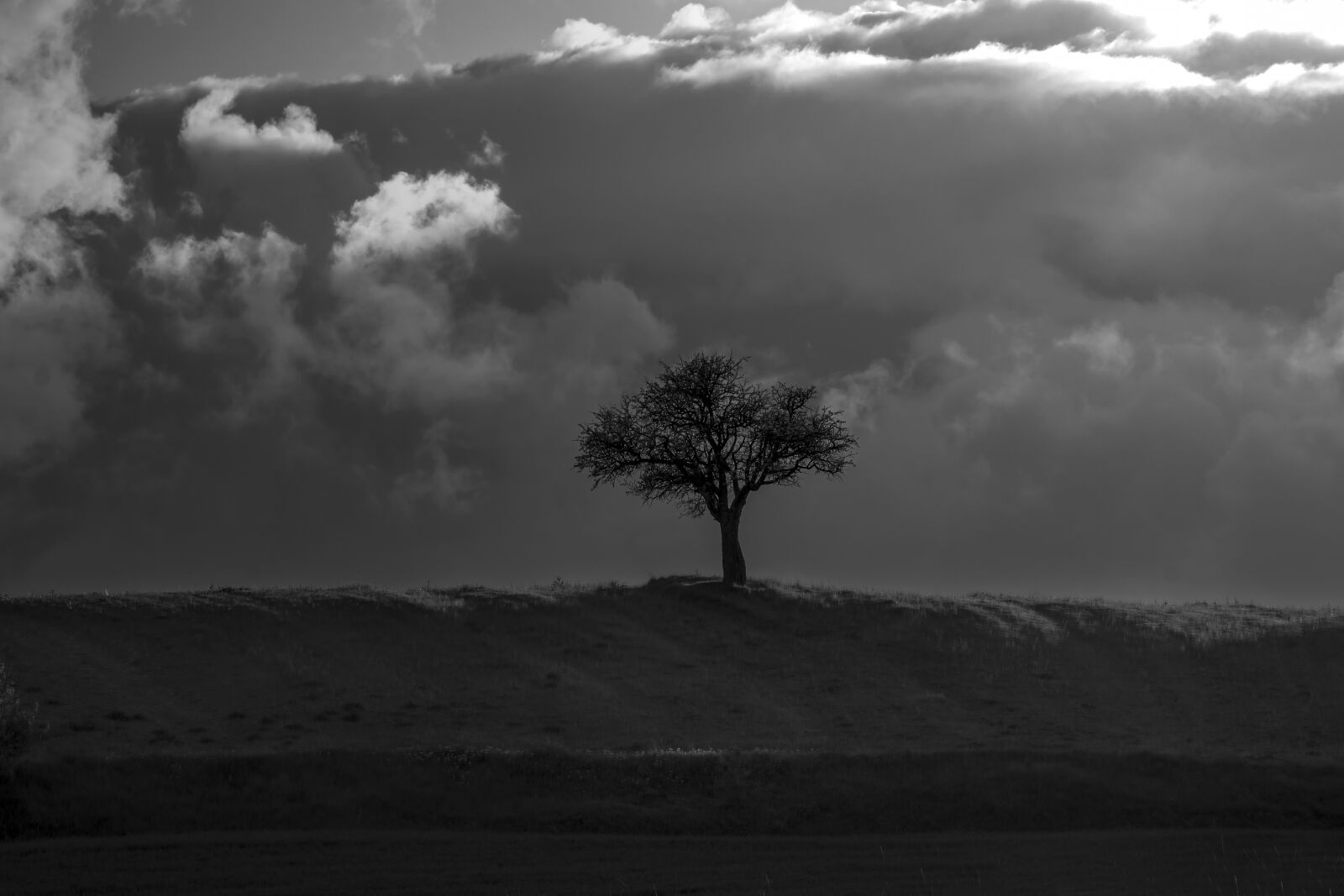 Nikon D7200 sample photo. Tree, black, white photography