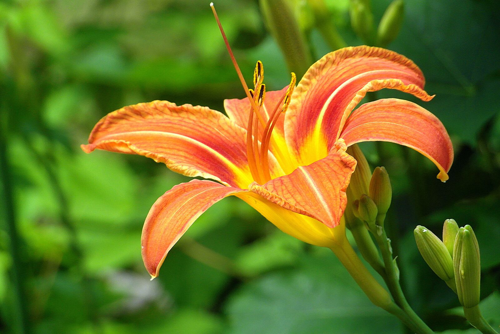Samsung WB750 sample photo. Lily, flower, smolinosy photography