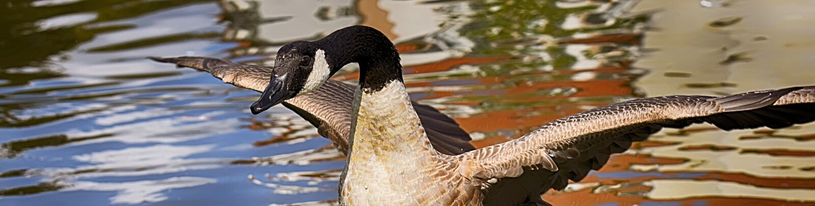 Nikon D7200 sample photo. Canada goose, branta canadensis photography