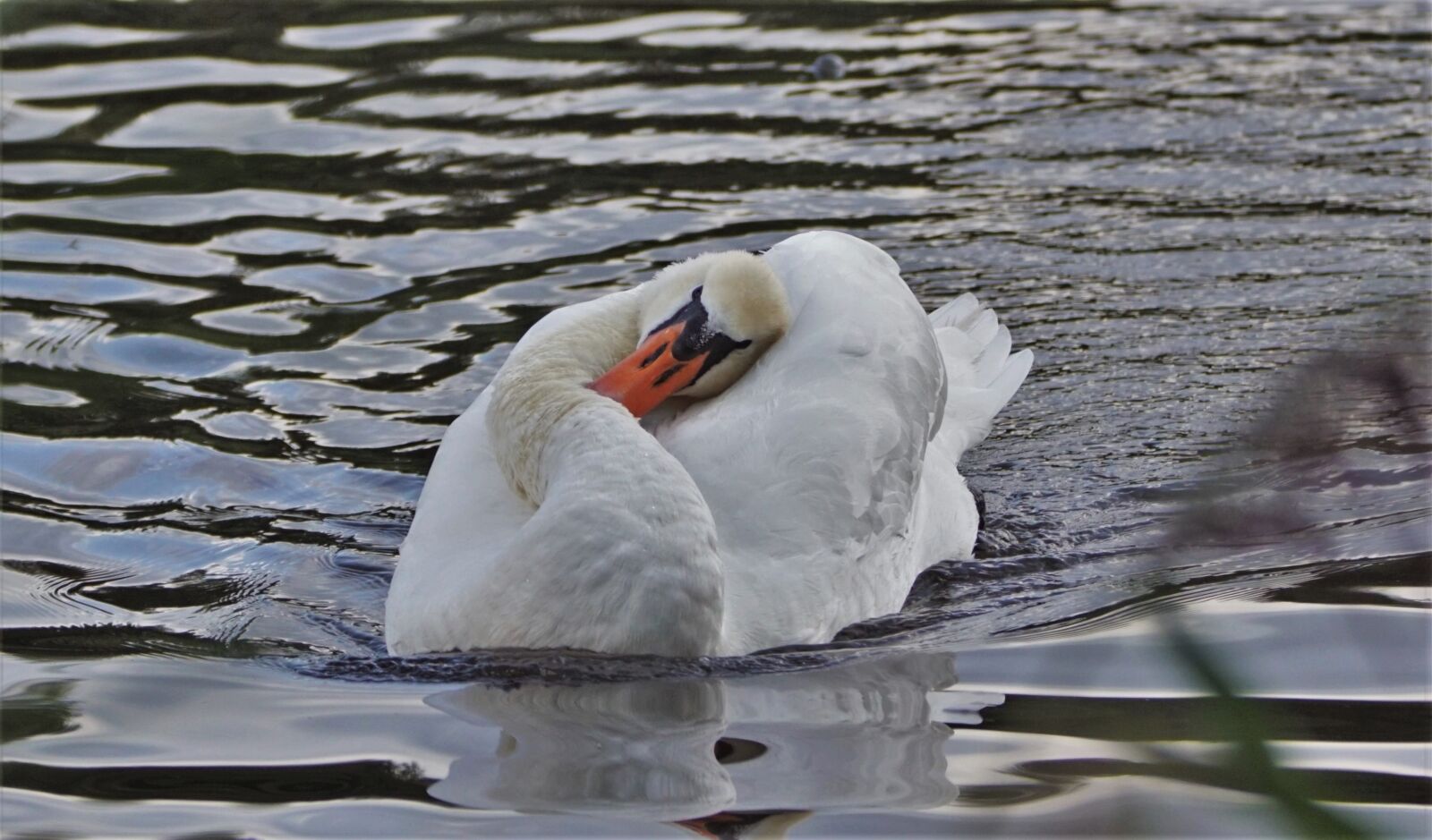 Tamron SP 150-600mm F5-6.3 Di VC USD sample photo. Swan, mute swan, nature photography