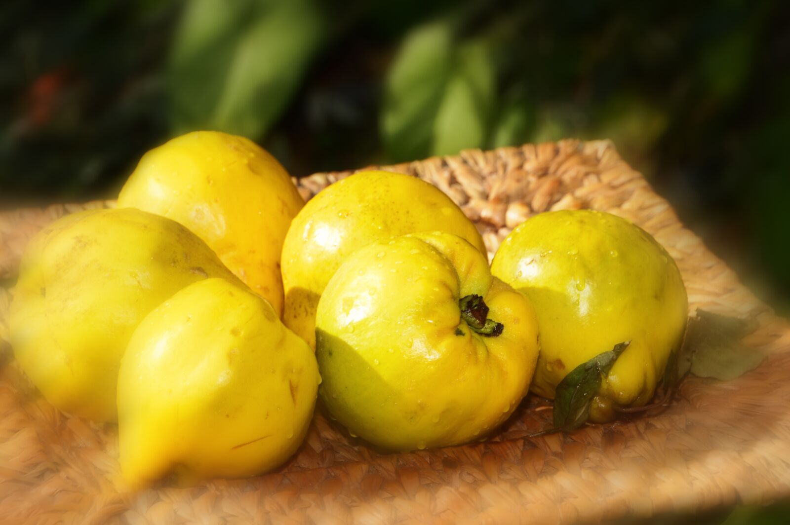 Nikon D3200 sample photo. Quince, fruit, yellow photography
