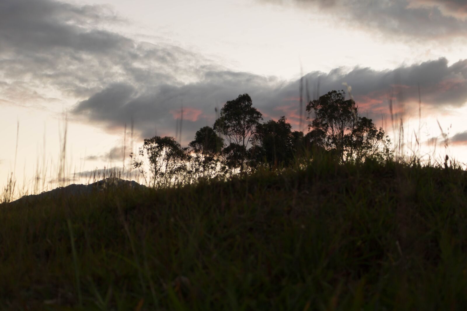 Canon EOS 750D (EOS Rebel T6i / EOS Kiss X8i) sample photo. Grass, nature, sunset photography