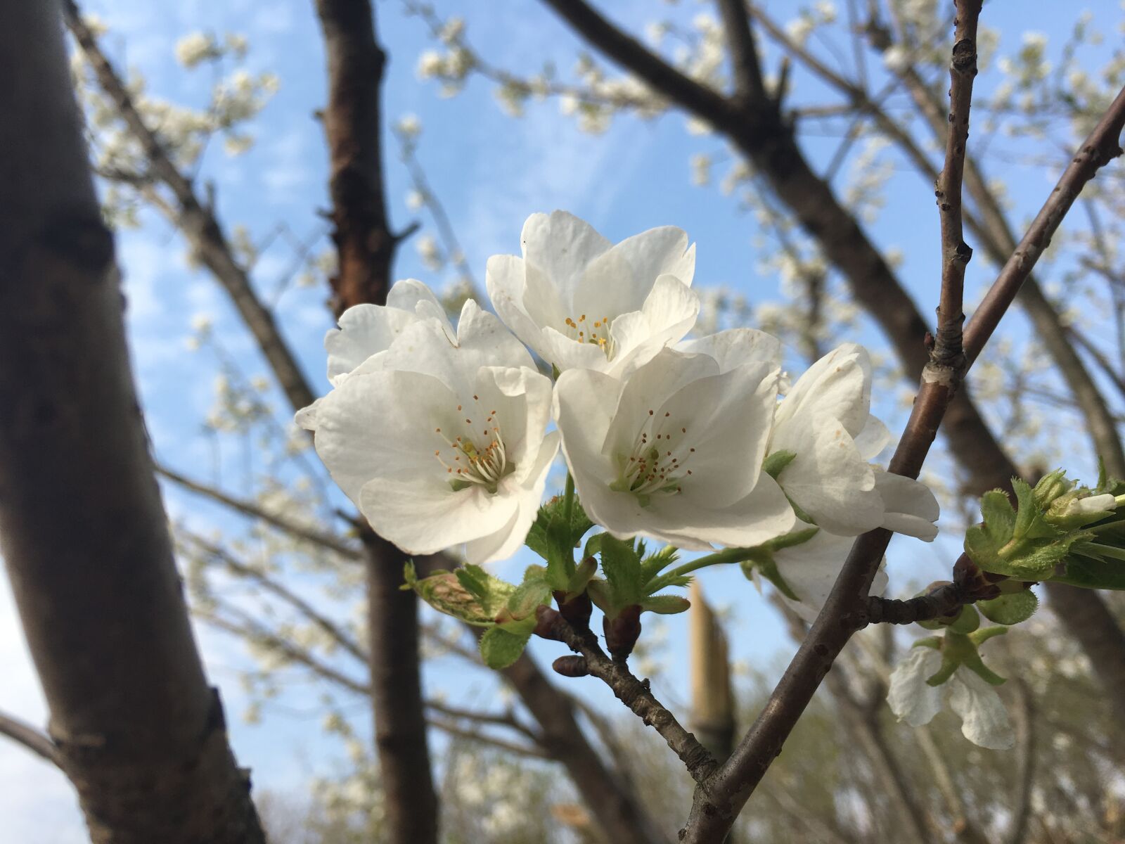 Apple iPhone 6s sample photo. Cherry blossom, spring, flowers photography
