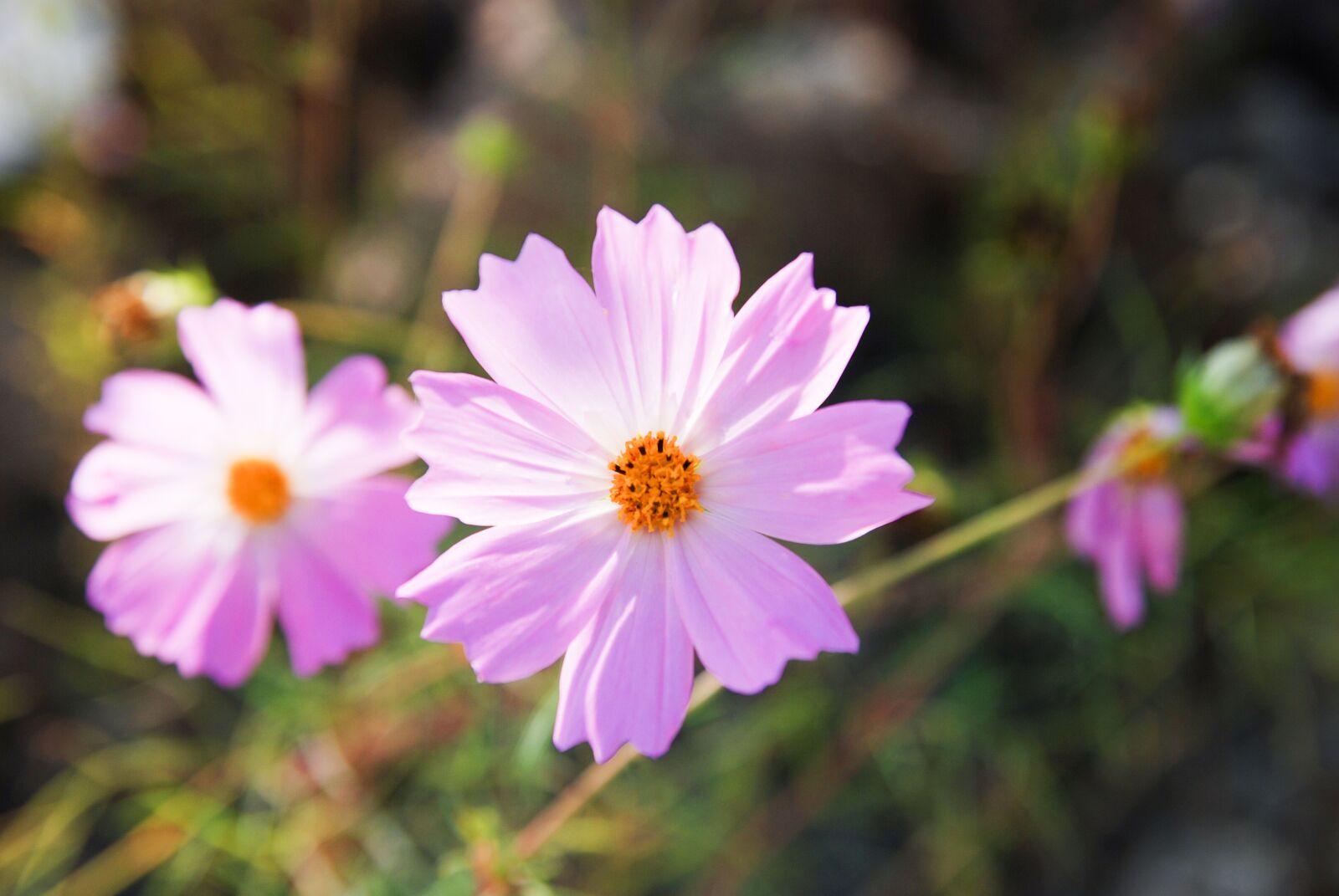 Nikon D80 sample photo. Cosmos, flowers, autumn photography