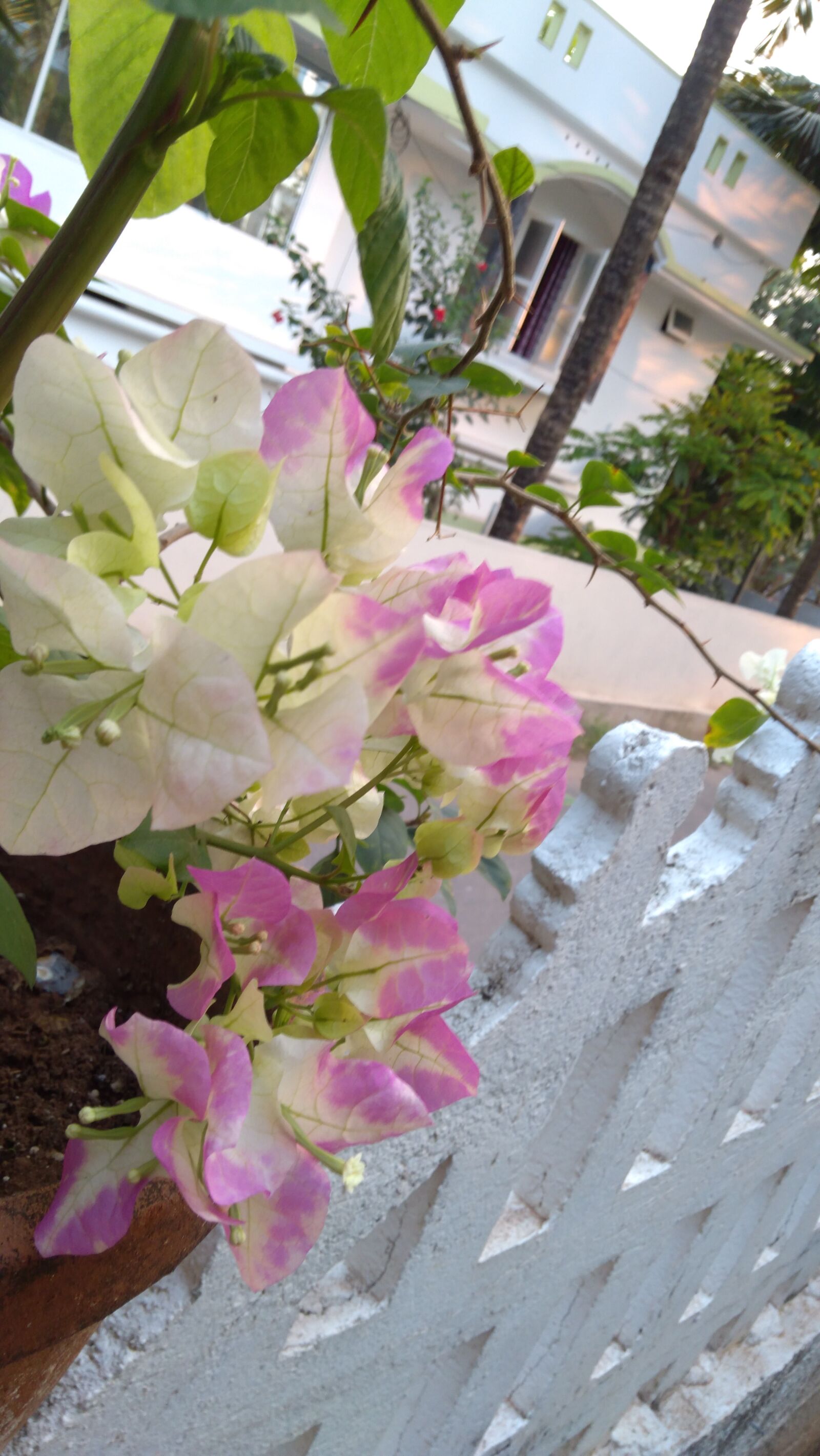 Lenovo K6 NOTE sample photo