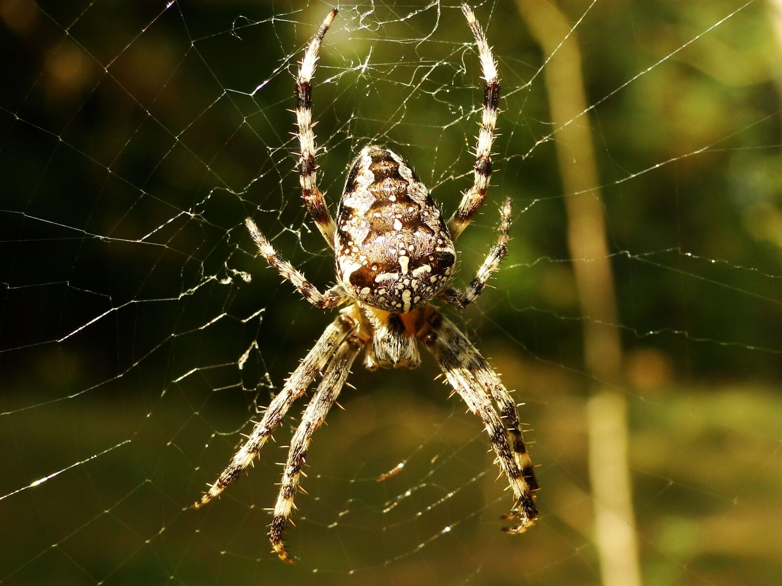 Sony Cyber-shot DSC-HX1 sample photo. Spider, arachnid, spider's web photography