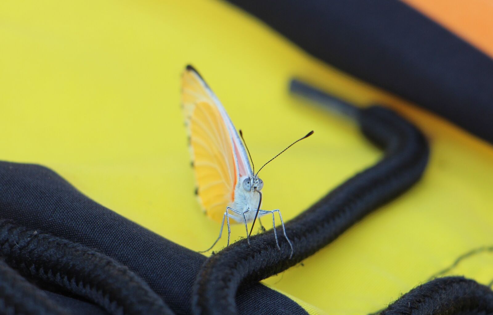 Canon EOS 700D (EOS Rebel T5i / EOS Kiss X7i) sample photo. Butterfly, yellow, insect photography