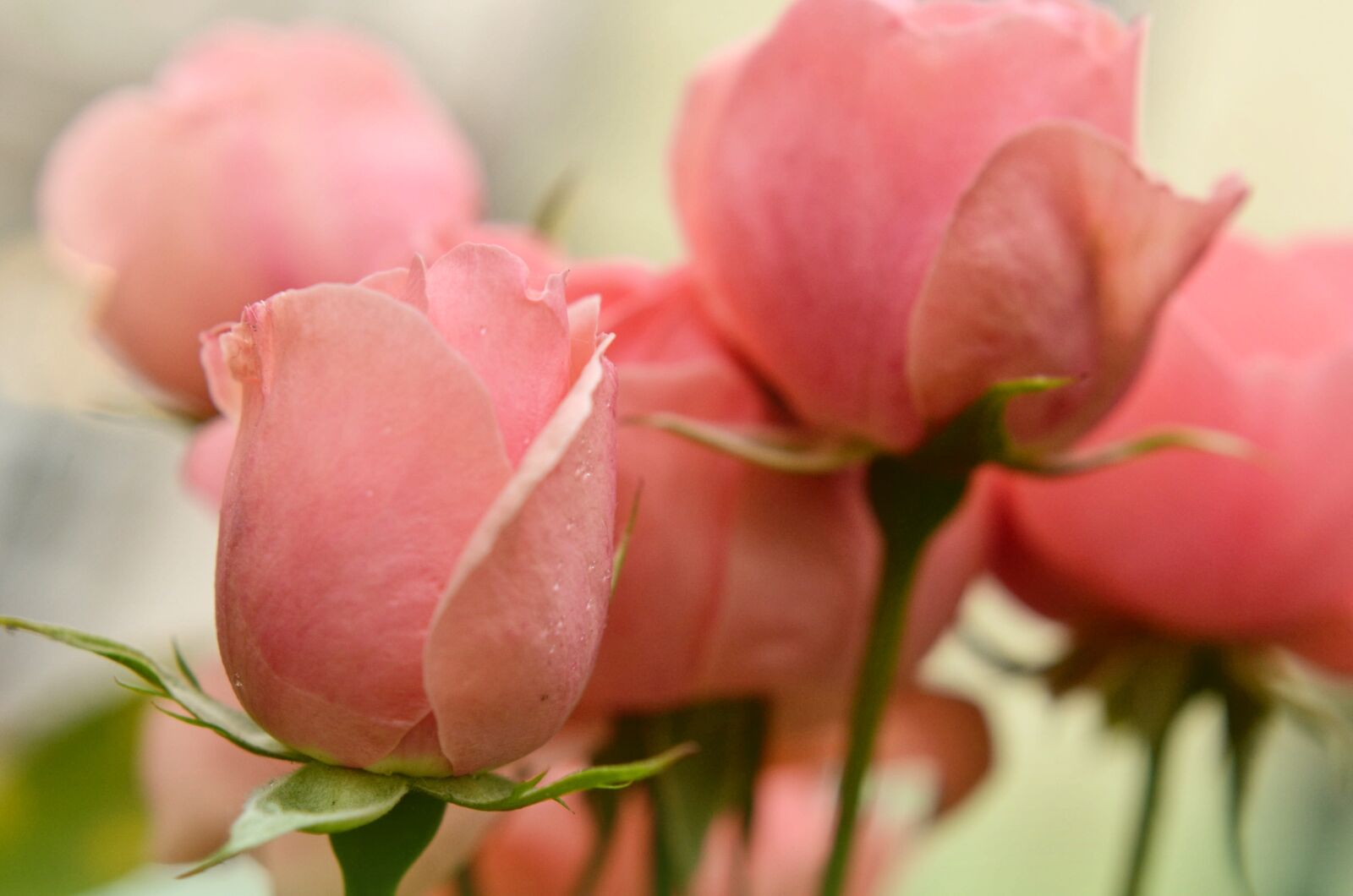 Nikon D7000 sample photo. Rose, nature, flowers photography
