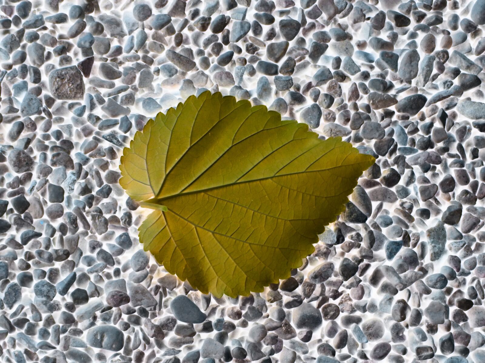 Panasonic DMC-FZ62 sample photo. Yellow sheet, autumn, symbol photography