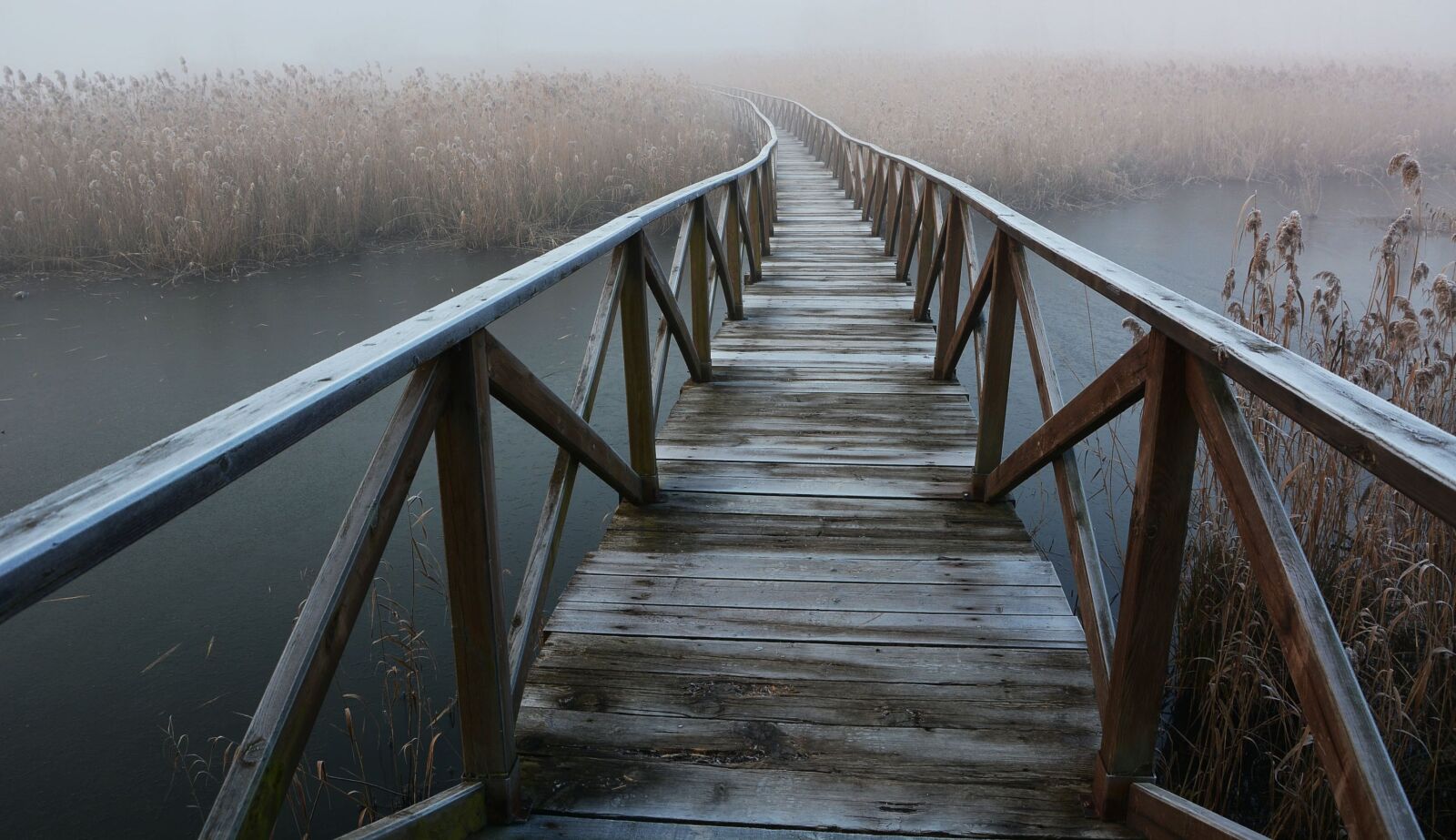 Nikon D7100 sample photo. Fog, forest, catwalk photography