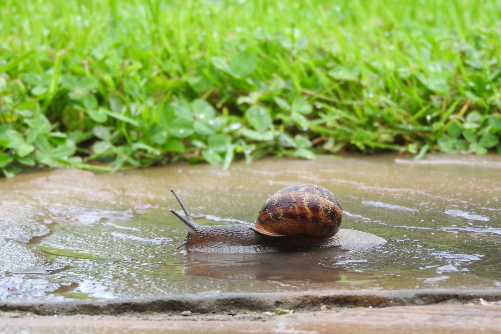 Nikon Coolpix P610 sample photo. Snail, garden, nature photography
