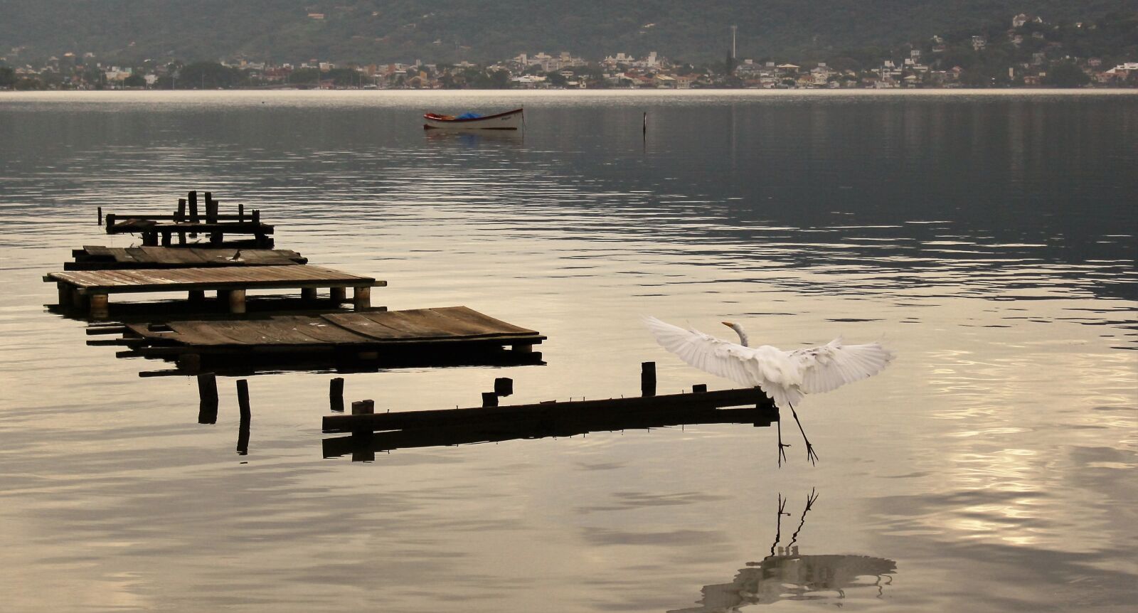 Canon EOS 1200D (EOS Rebel T5 / EOS Kiss X70 / EOS Hi) sample photo. Bird, flight, nature photography