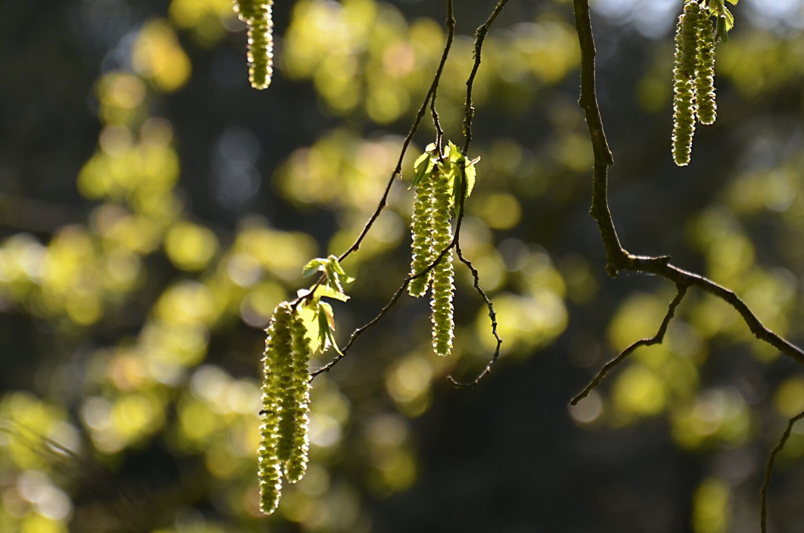 Nikon D5100 sample photo. Flowers, buds, leaves photography