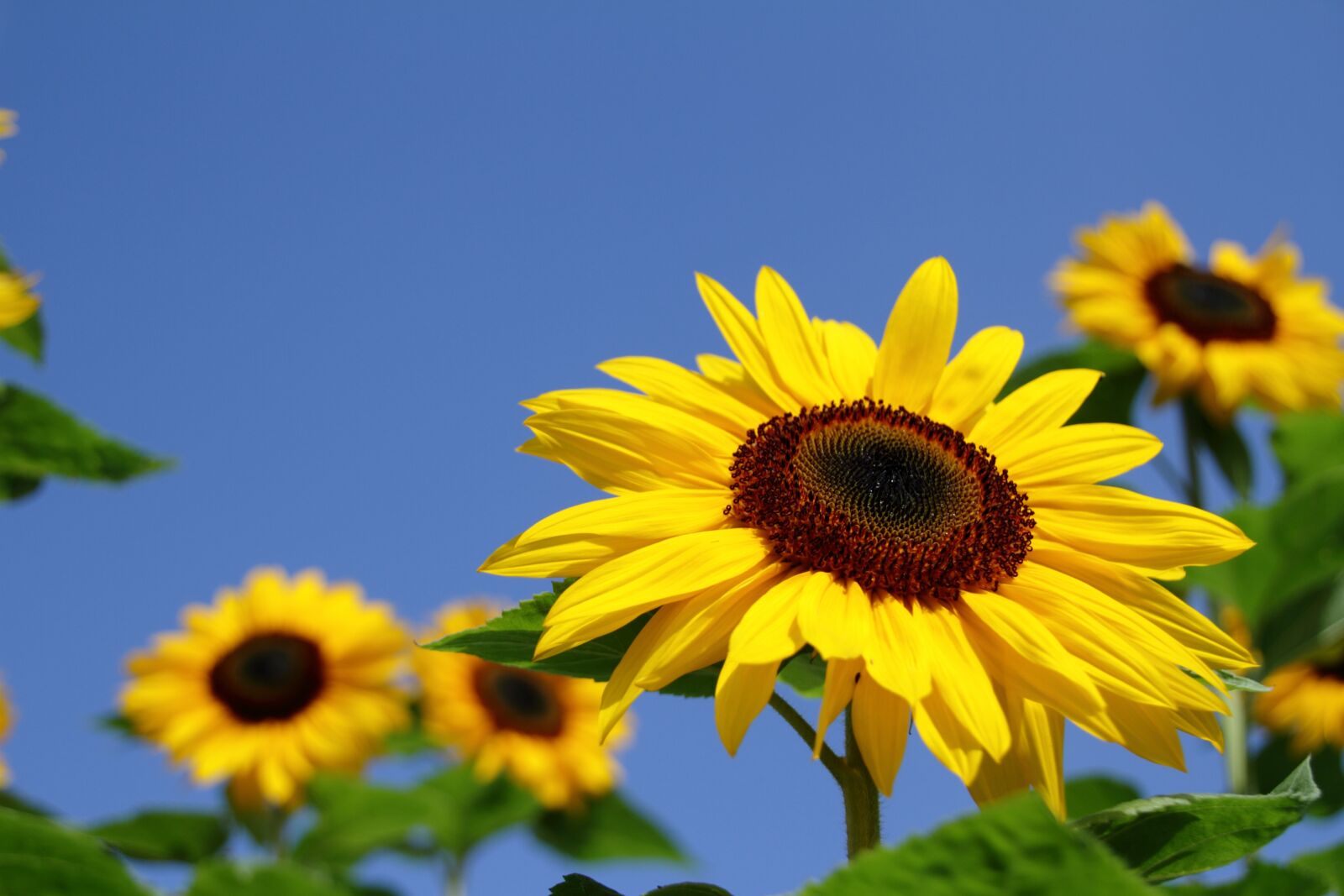 Canon EOS 7D sample photo. Sunflower, summer, flower photography
