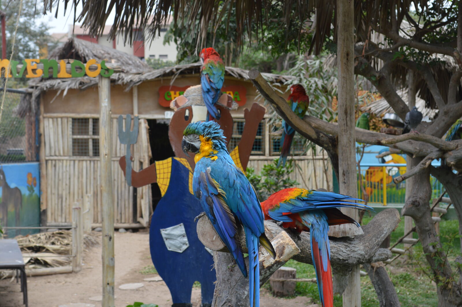 Nikon D3200 sample photo. Papagallo photography