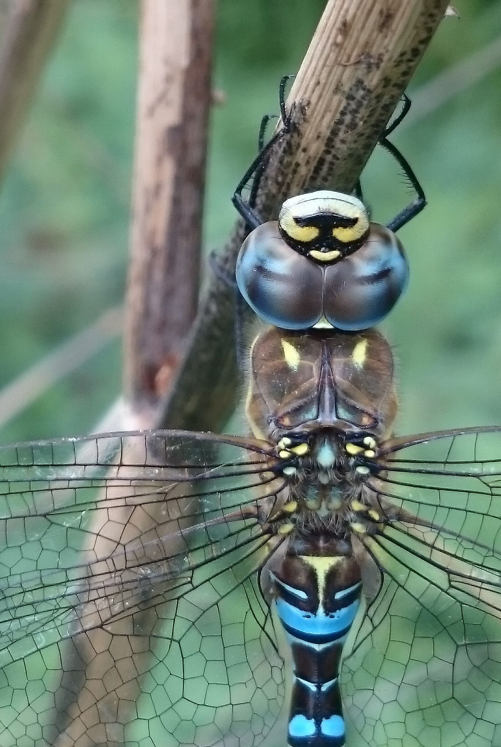 Sony Xperia Z1 Compact sample photo. Migrant hawker dragonfly, dragonfly photography