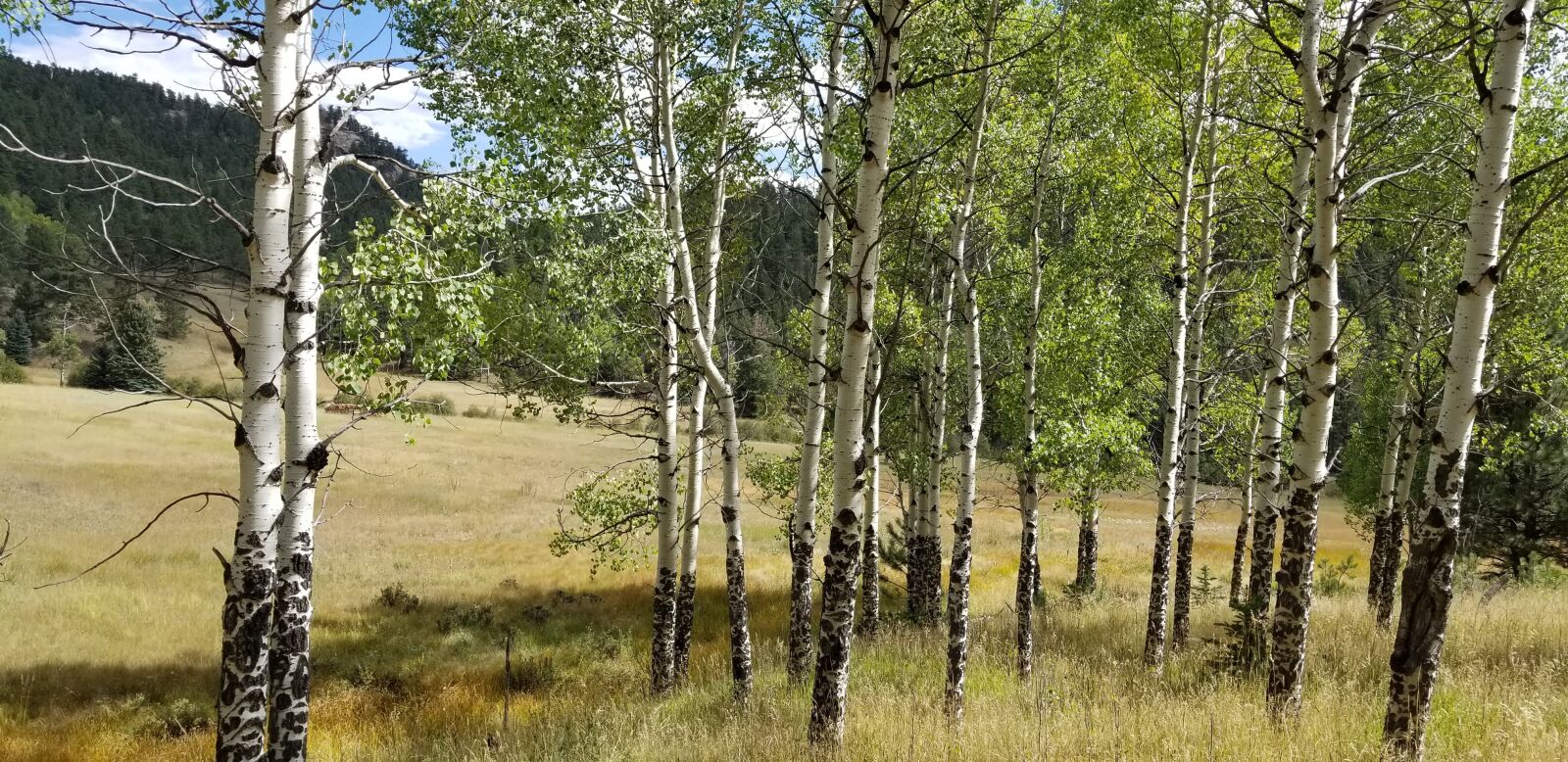 Samsung Galaxy S8 sample photo. Fall, aspen, trees photography