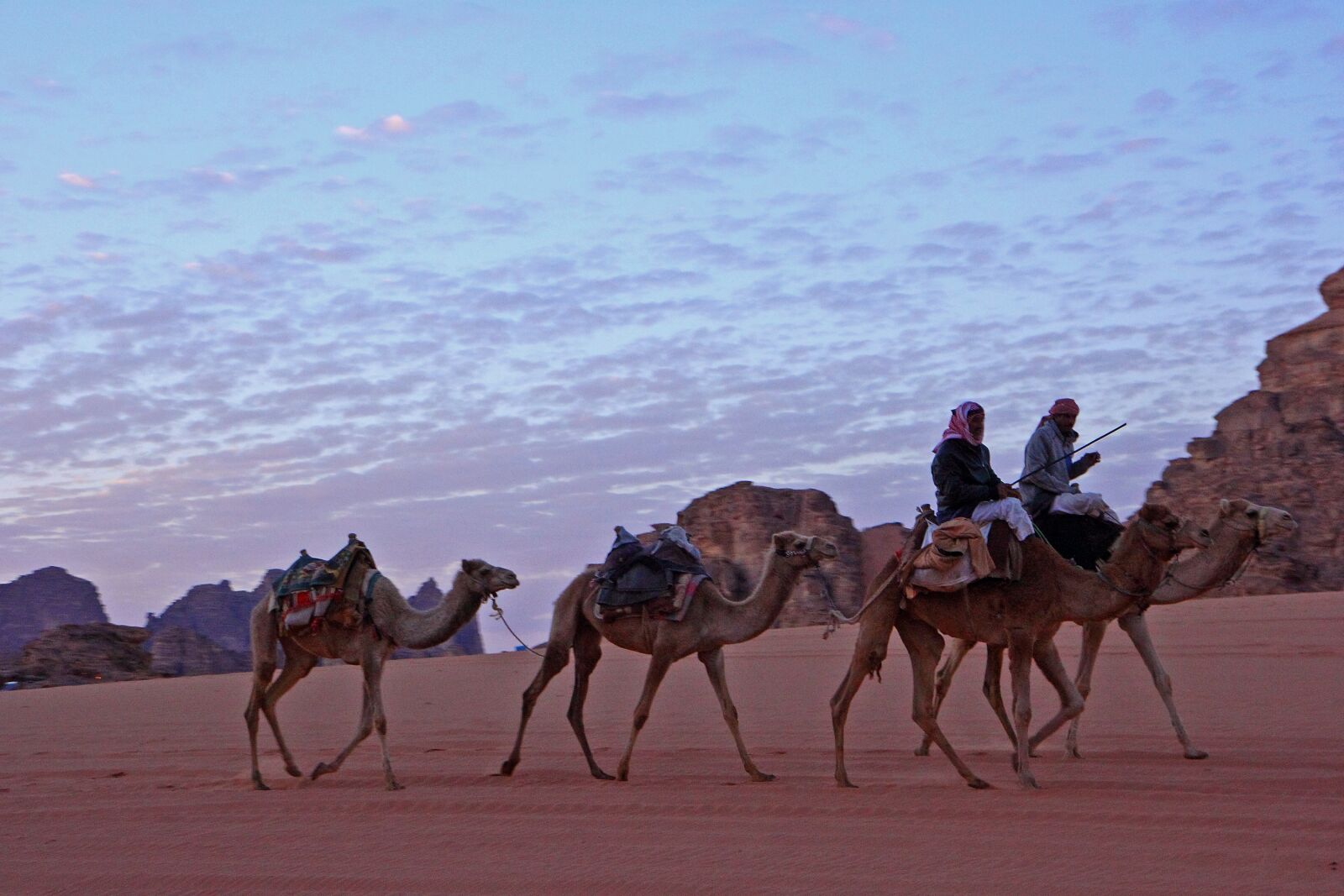Canon EOS 60D + Sigma 12-24mm f/4.5-5.6 EX DG ASPHERICAL HSM + 1.4x sample photo. Camels, jordan, desert photography