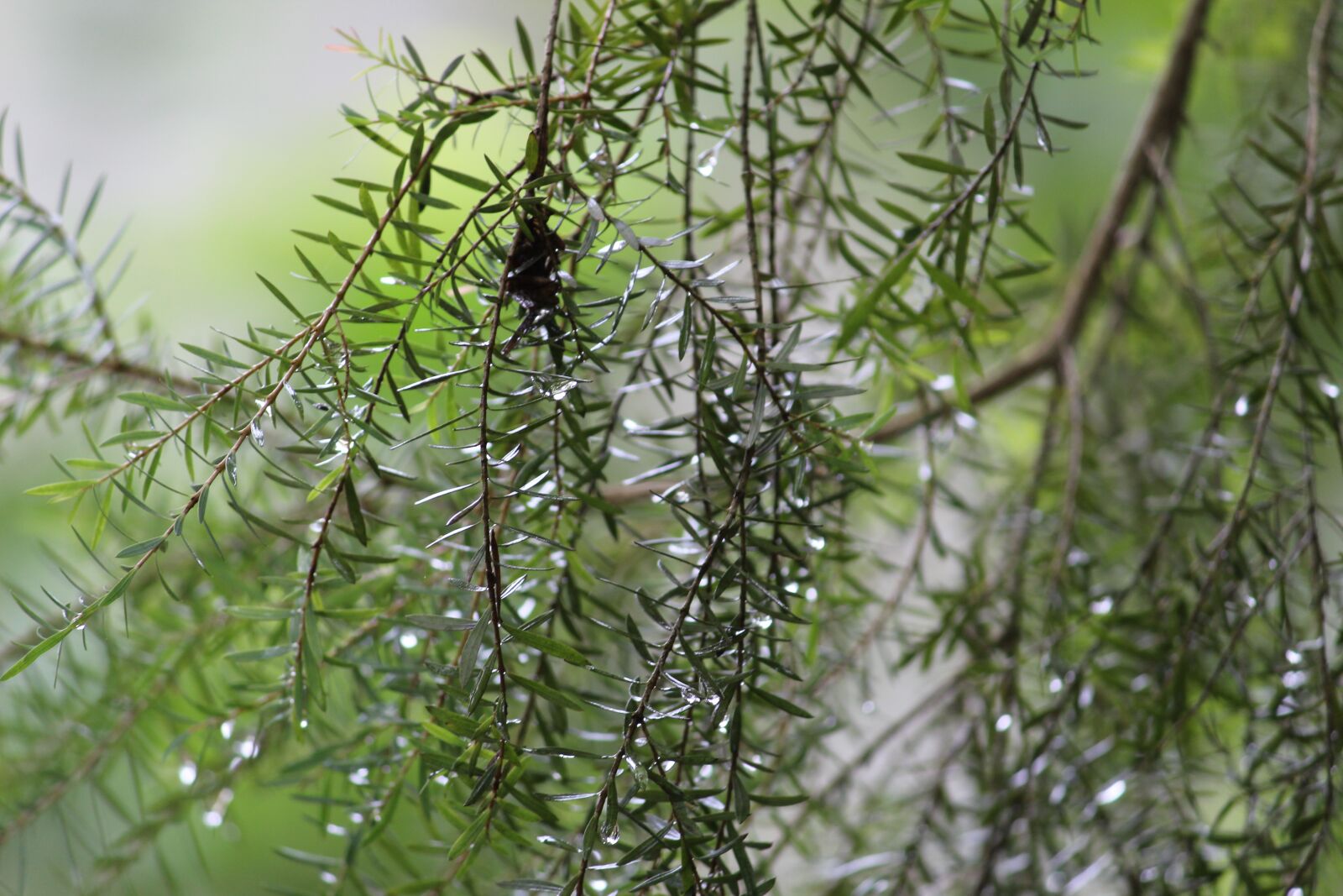 Canon EOS 1200D (EOS Rebel T5 / EOS Kiss X70 / EOS Hi) sample photo. Rain drops, splash, leaves photography