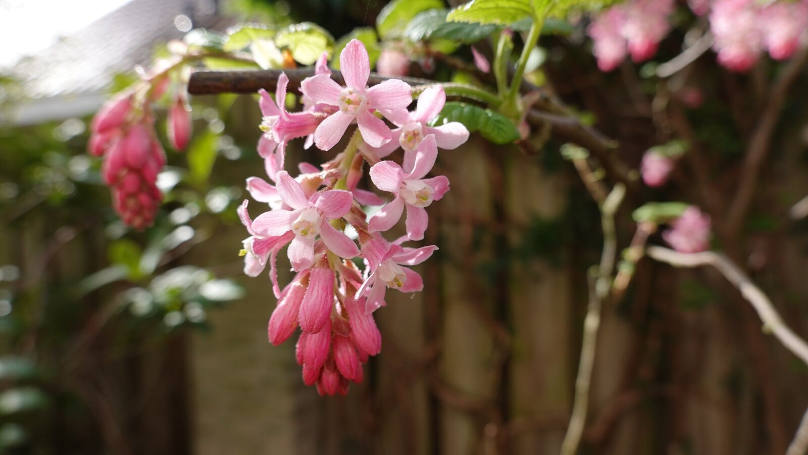 Sony Cyber-shot DSC-RX100 VI sample photo. Ribes, bush, pink photography