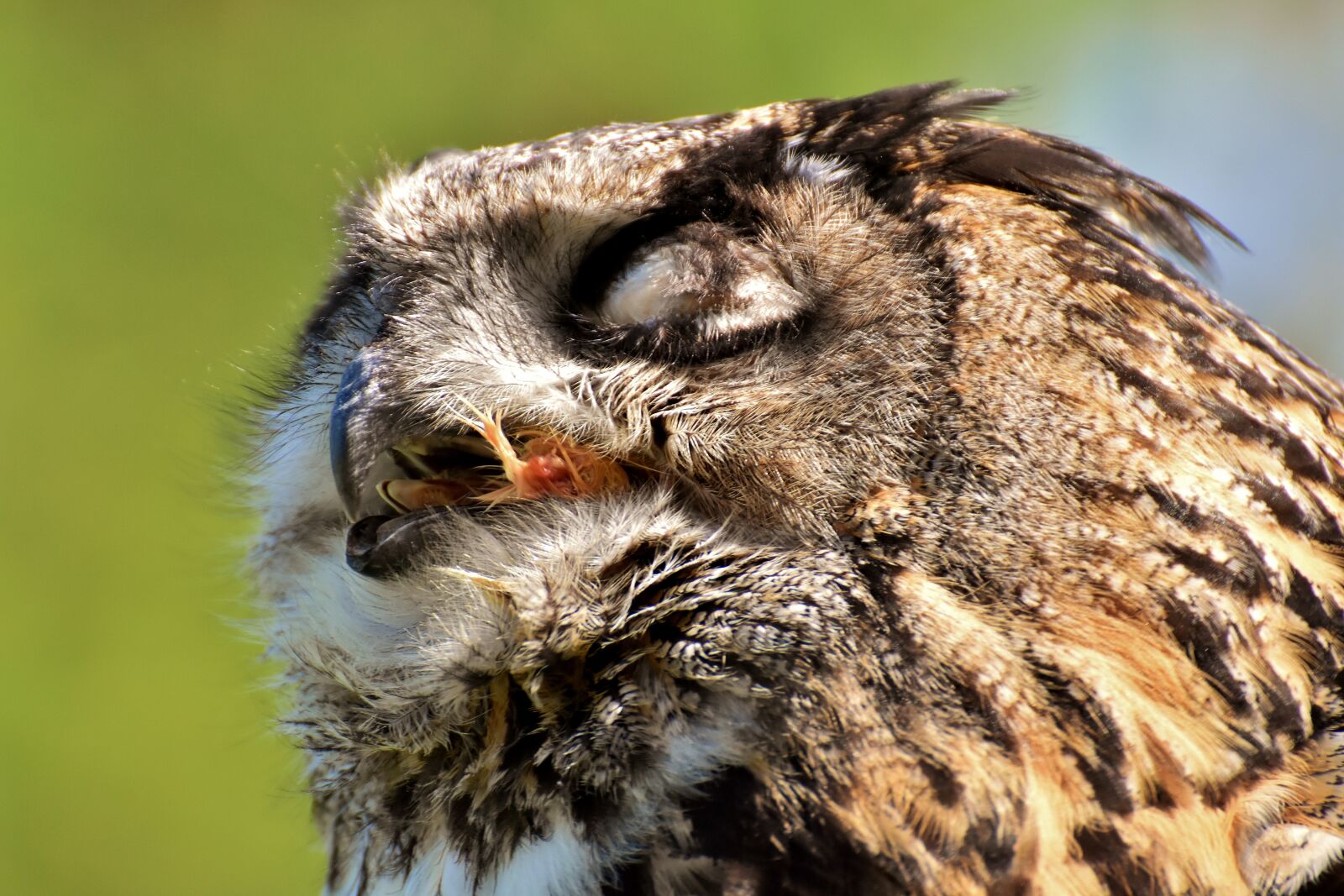 Nikon D7200 sample photo. Owl, bird, prey photography