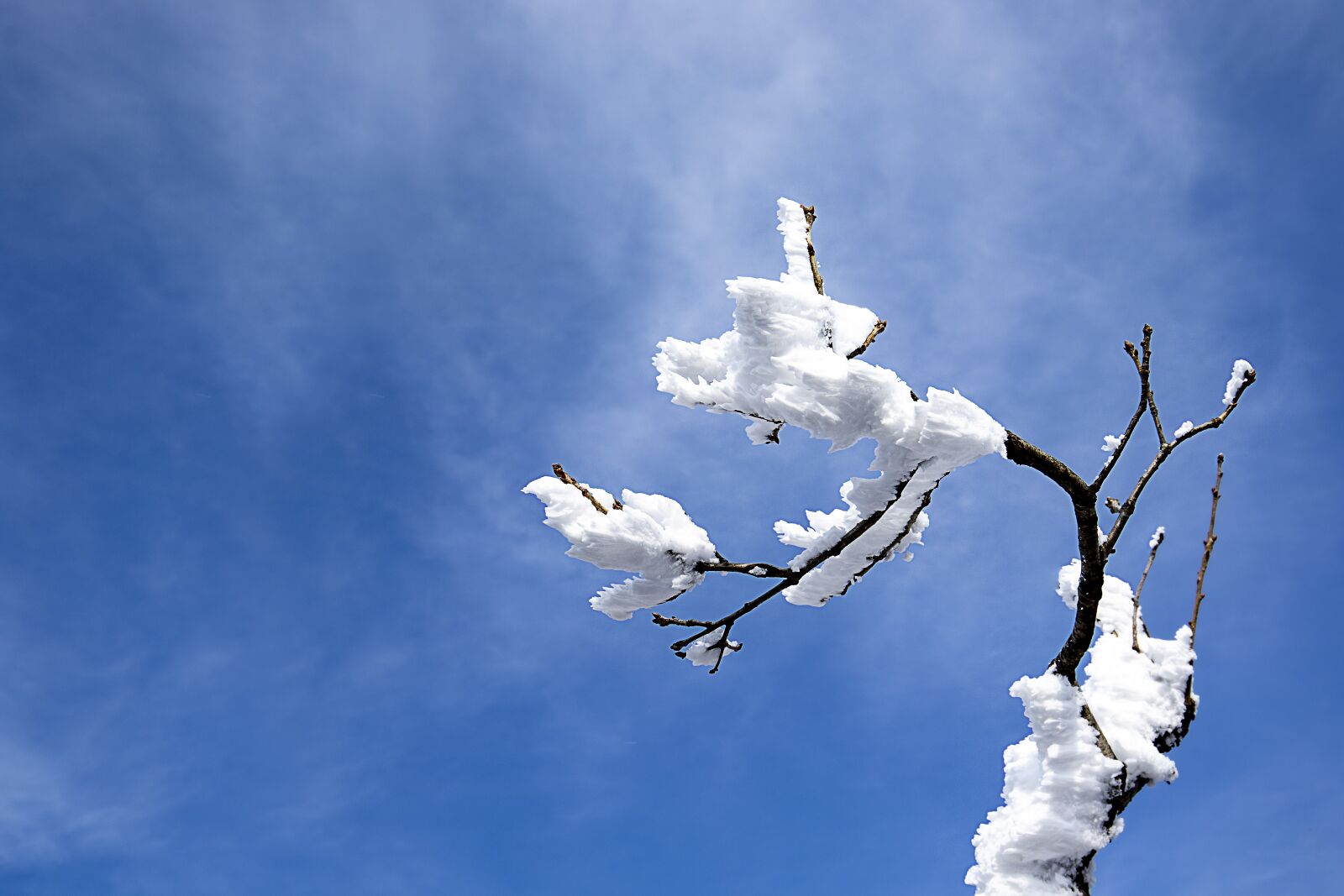 Canon EF 16-35mm F4L IS USM sample photo. Snow flower, snow, winter photography