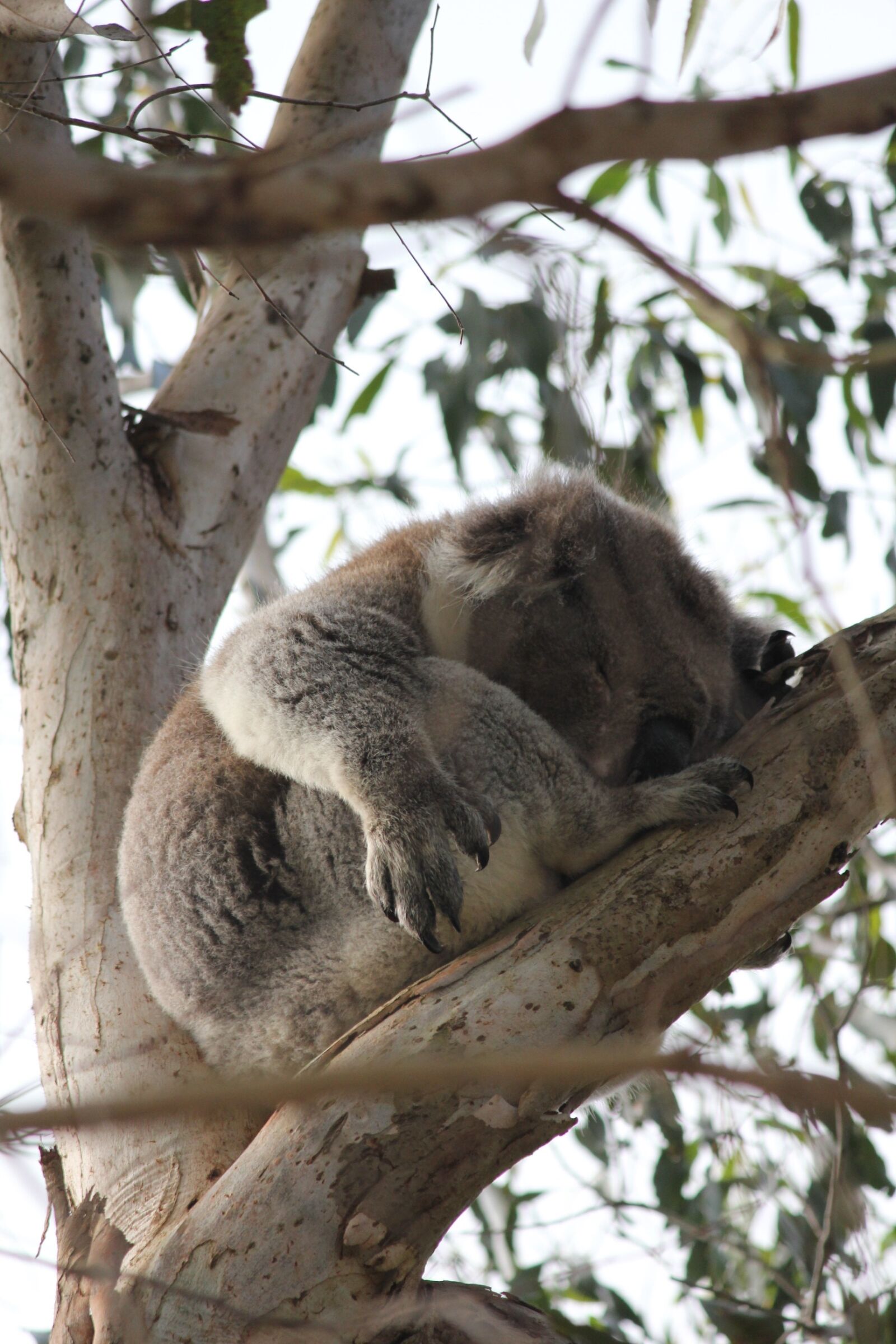 Canon EOS 550D (EOS Rebel T2i / EOS Kiss X4) sample photo. Sleep, bear, koala photography