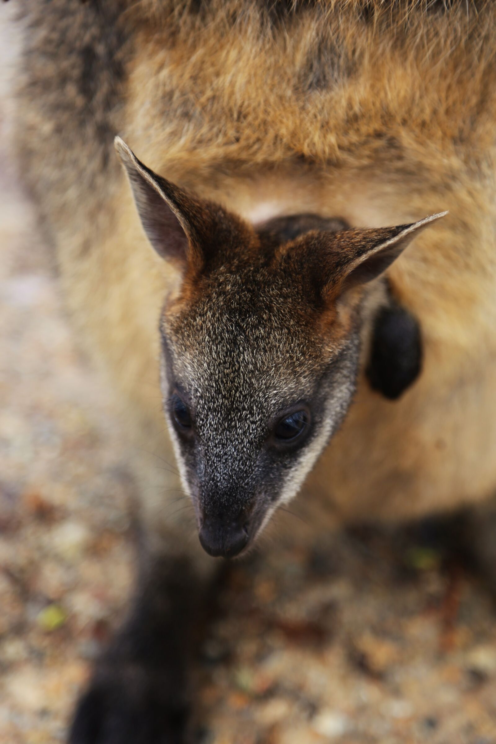 Canon EOS 6D + Canon EF 24-105mm F4L IS USM sample photo. Wallaby, joey, australia photography