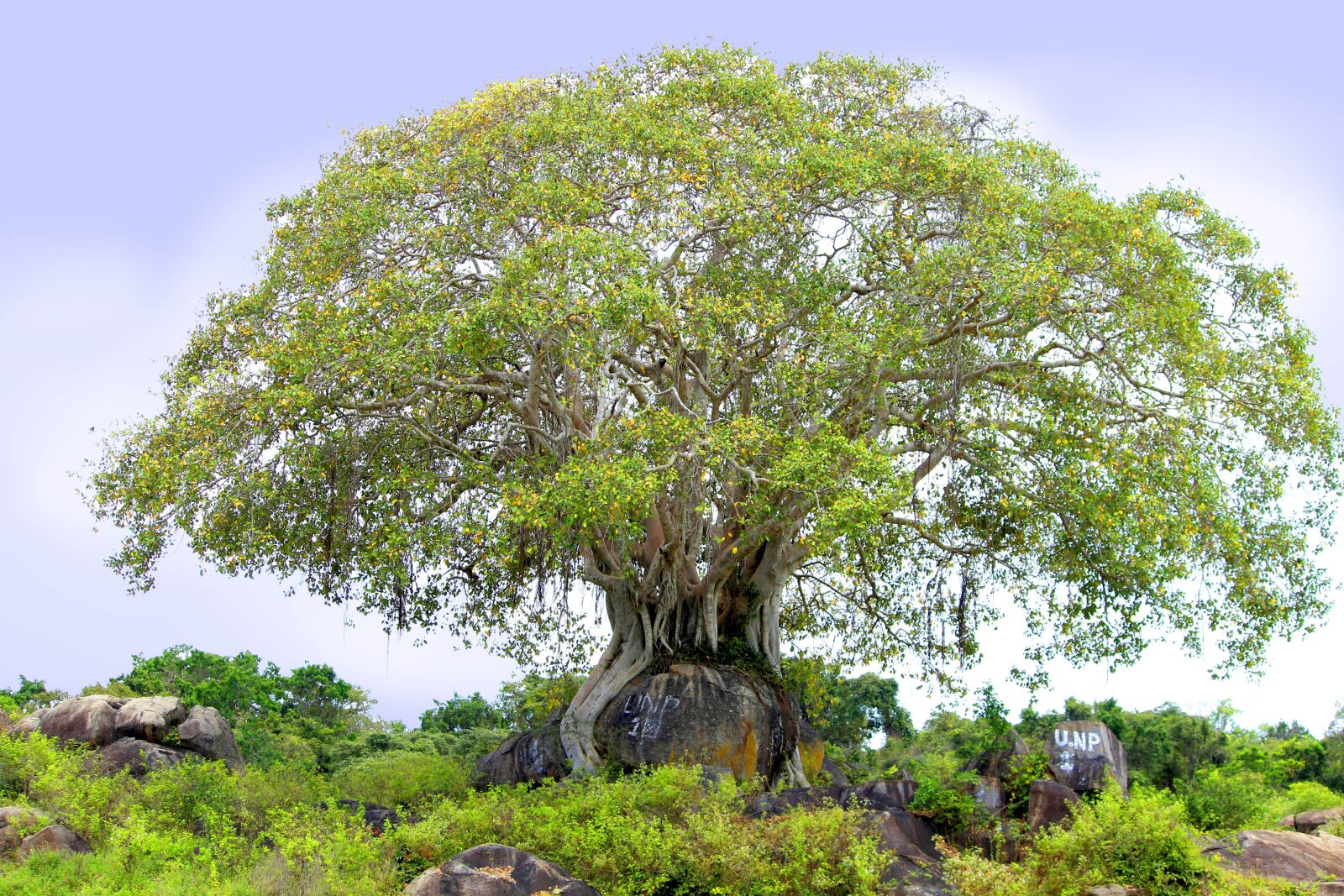 Canon EOS 1300D (EOS Rebel T6 / EOS Kiss X80) sample photo. Tree, tropical, nature photography