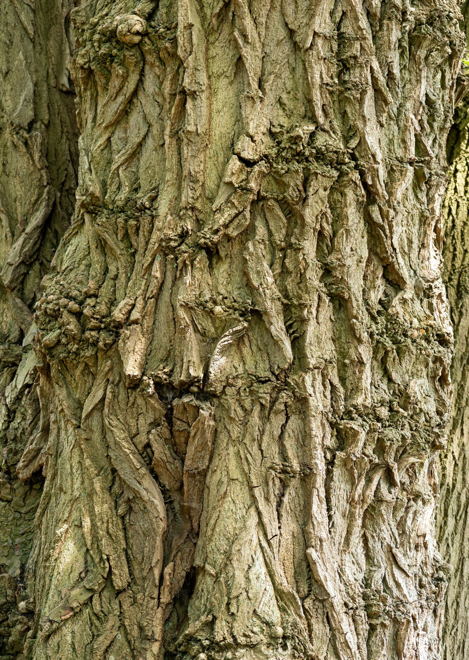 Panasonic Leica DG Vario-Elmarit 50-200mm F2.8-4.0 ASPH Power OIS sample photo. Tree bark, old tree photography