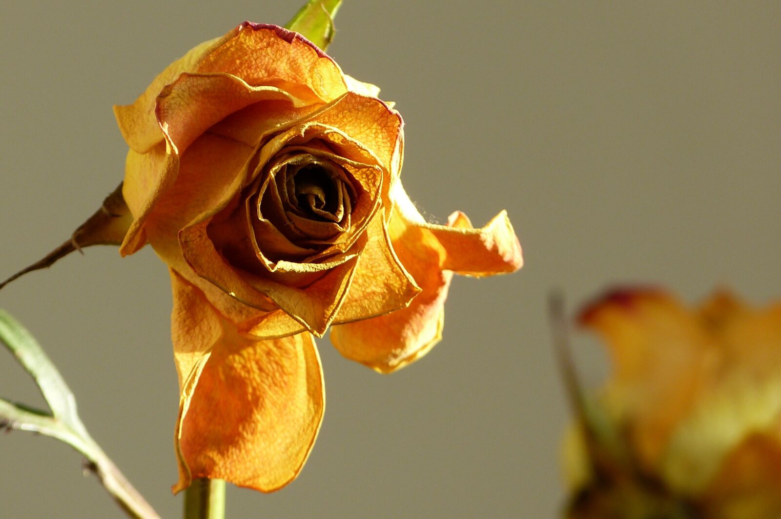 Panasonic Lumix DMC-FZ150 sample photo. Rose, petals, withered photography