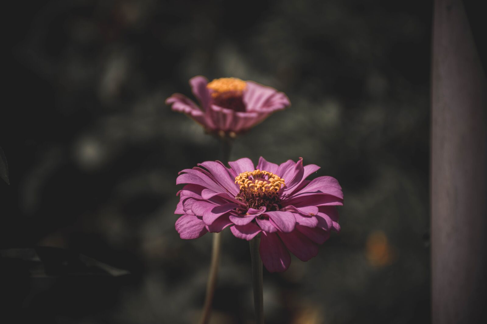 Nikon D5300 sample photo. Flower, nepal, nature photography